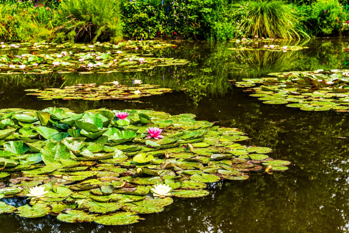 A water lily pond, similar to the one painted by Claude Monet.